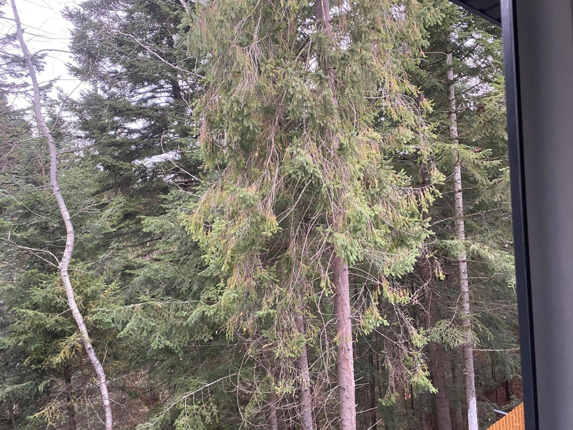 Феєрія Лісу Aparthotel Skhidnytsia Luaran gambar